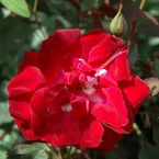 Cramoisi Supérieur Climber