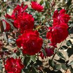 Cramoisi Supérieur Climber