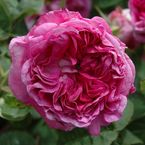 De la Mâitre d'Ecole