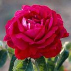 Marchioness of Salisbury