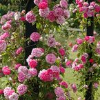 Rosa multiflora platyphylla