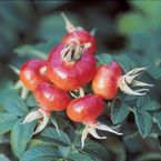 Rosa rugosa typica