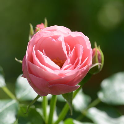 Bouquet de Marée
