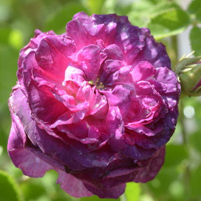 Belle de Crécy