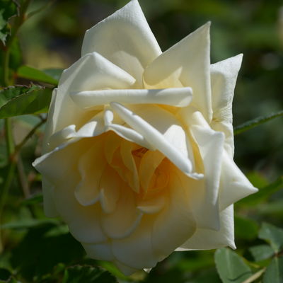 Lady Hillingdon