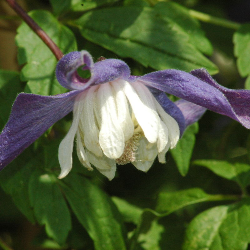Clematis 'Frances Rivis'
