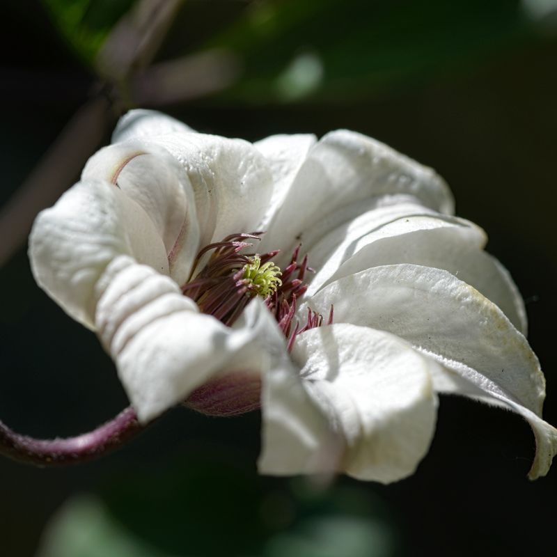 Clematis 'Princess Kate'