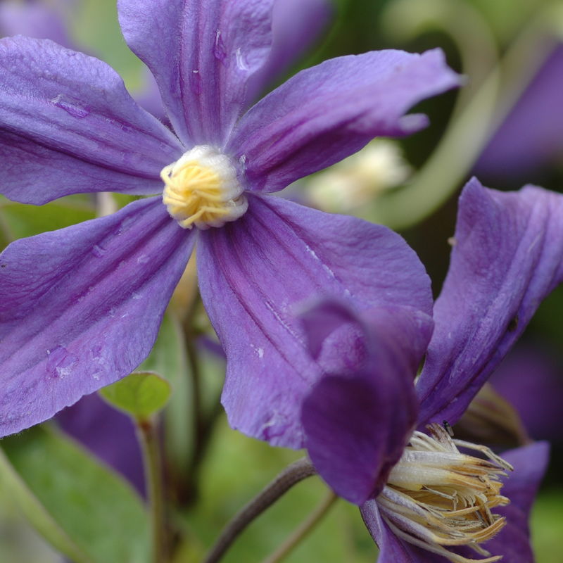 Clematis 'Durandii'