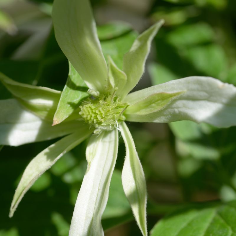Clematis montana 'Margaret Jones'