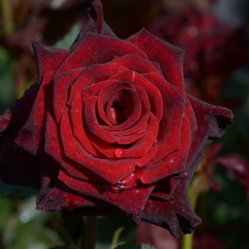 Black Baccara ®