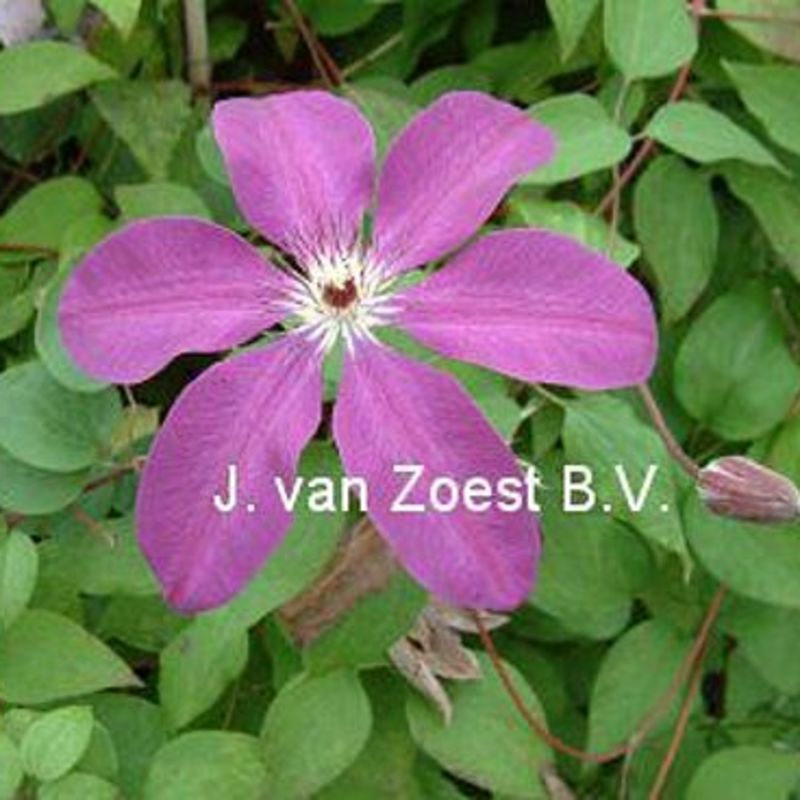 Hainton Ruby