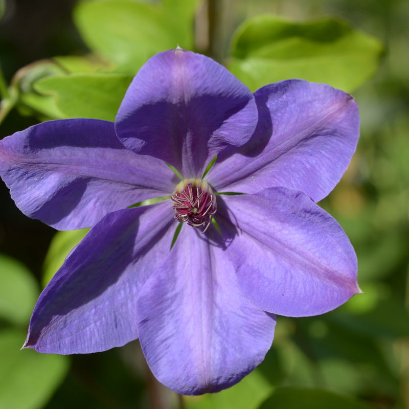 Clematis 'Elsa Spath'