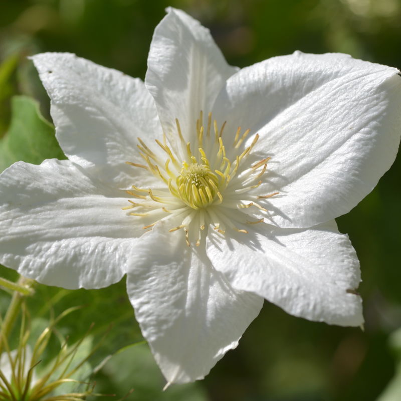 Clematis 'Apollonia'