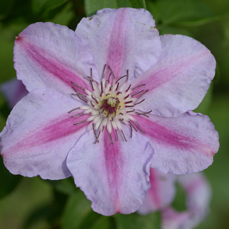 Clematis 'Tudor'