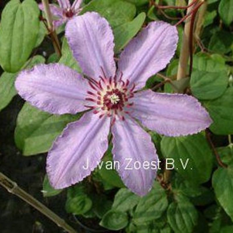 Clematis 'Kalina'