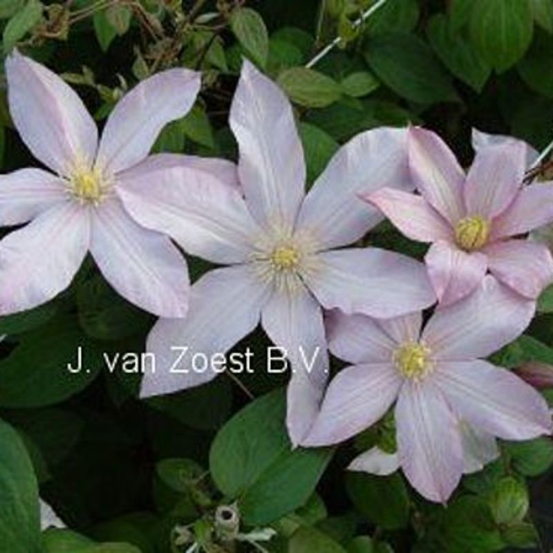 Clematis 'Rose Supreme'