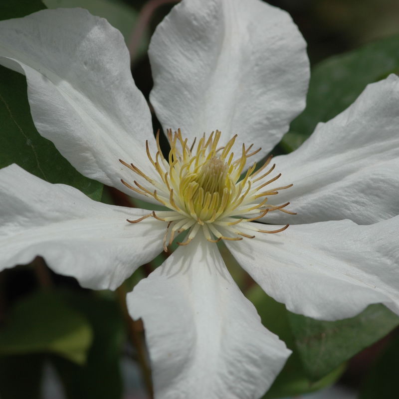 Clematis 'Toki'