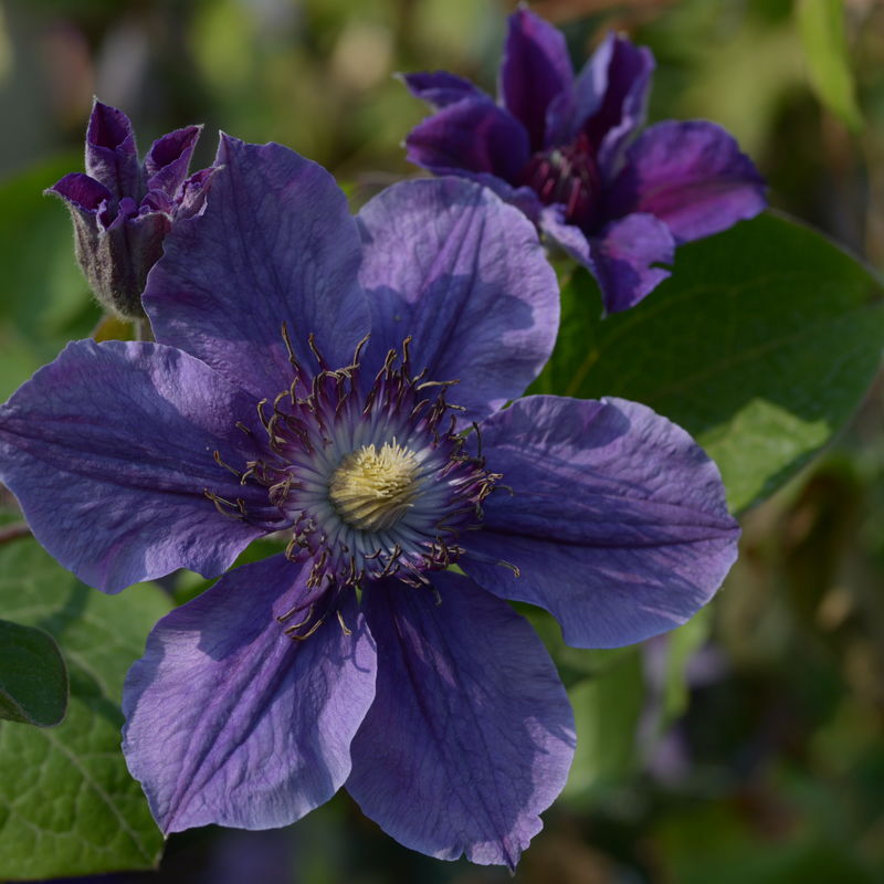 Clematis 'MON AMOUR'