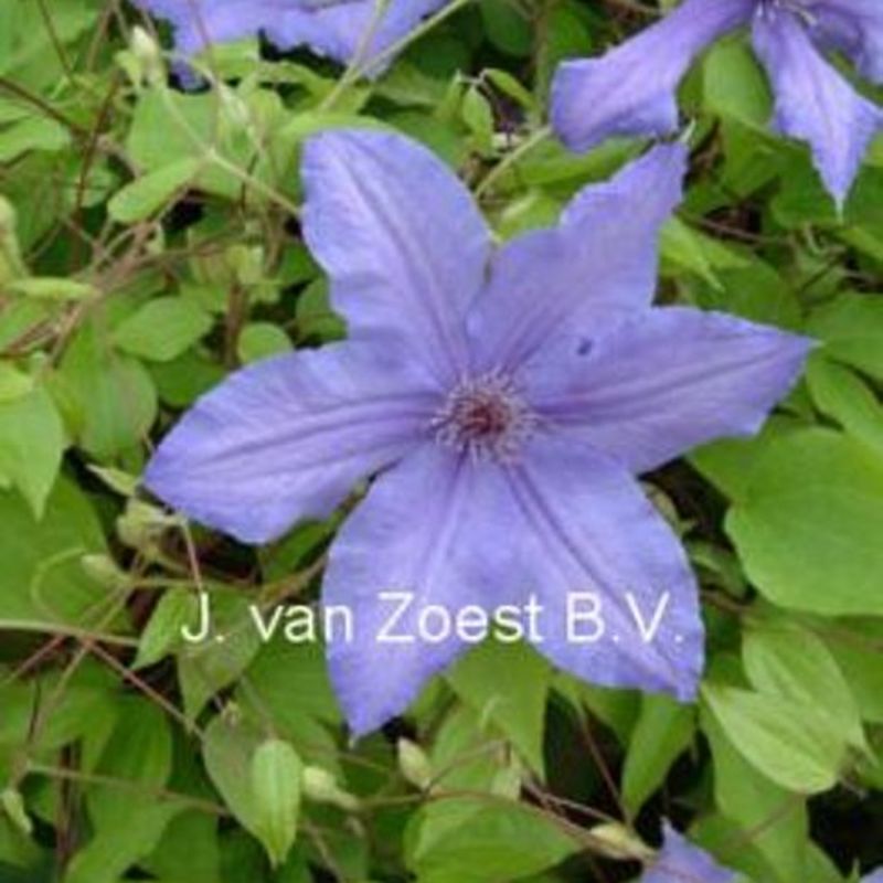 Clematis 'Violet Charm'