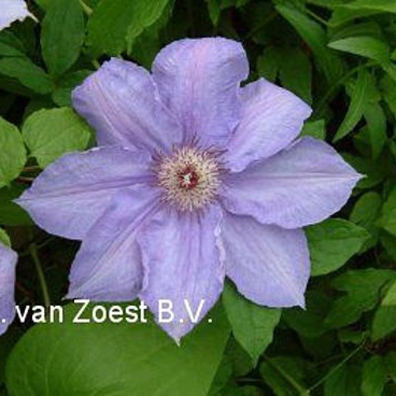 Clematis 'Blue Gem'