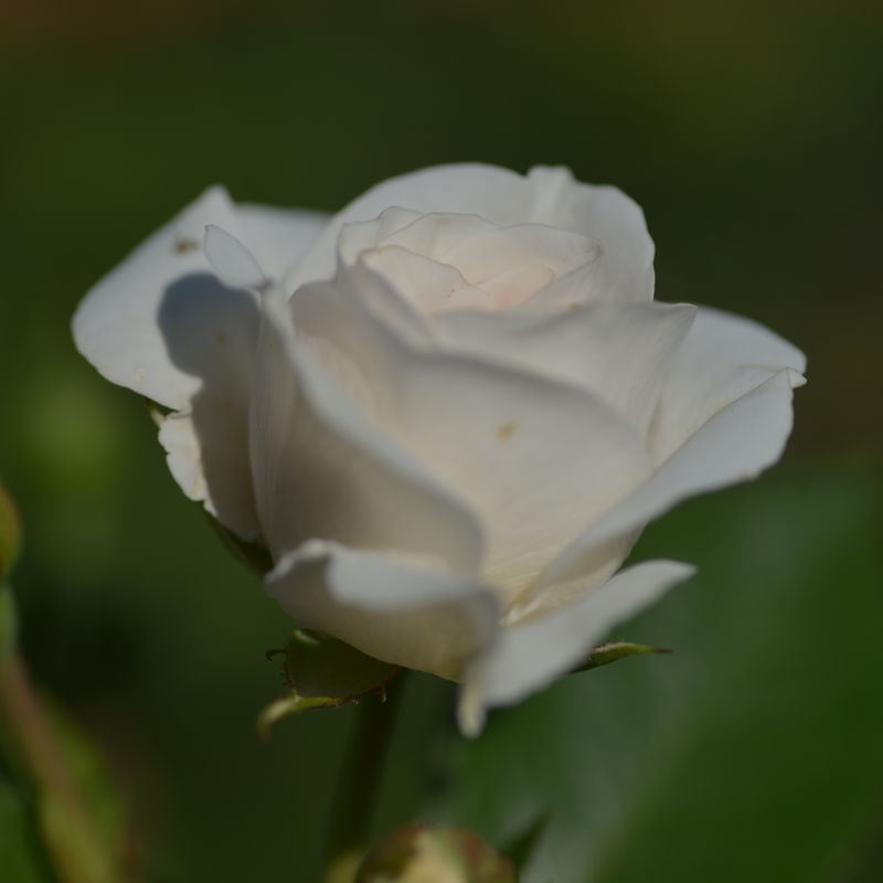 Carole de Carolis ®