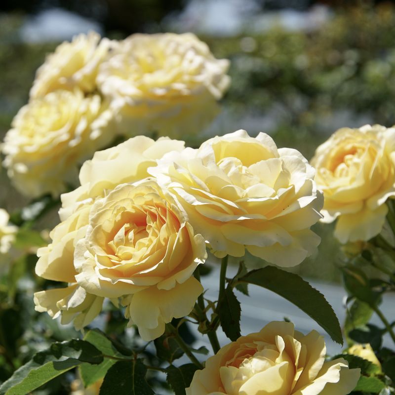 Honey Bouquet ®