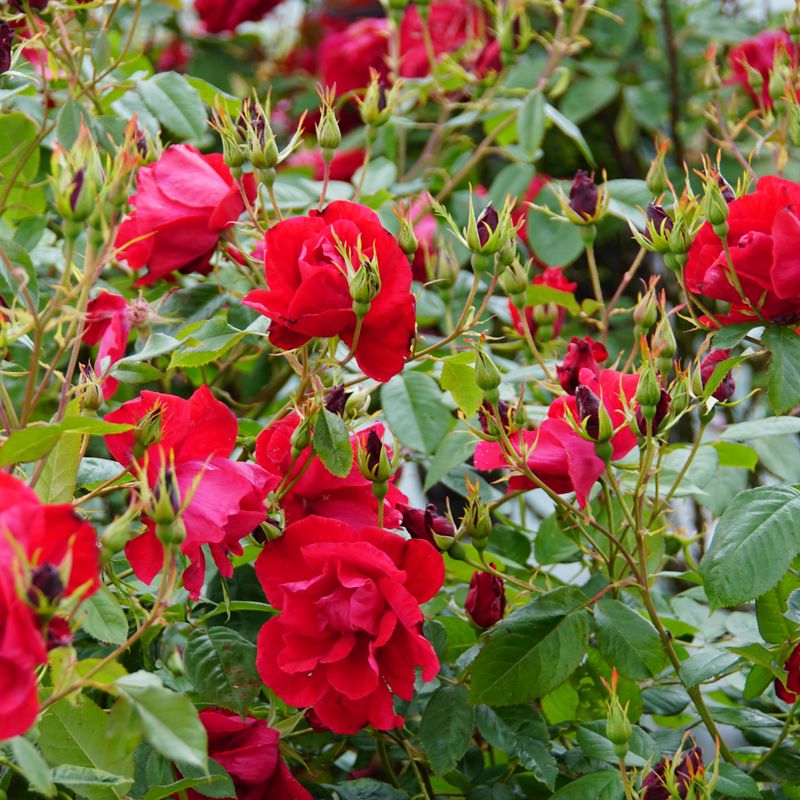 Rouge de Chamagnieu ®