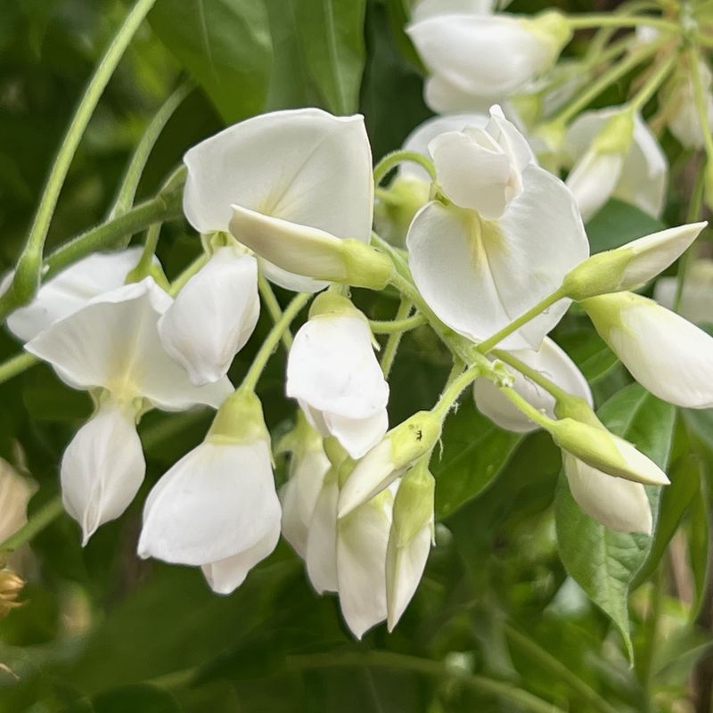 Wisteria brachybotrys 'Shiro-kapitan'