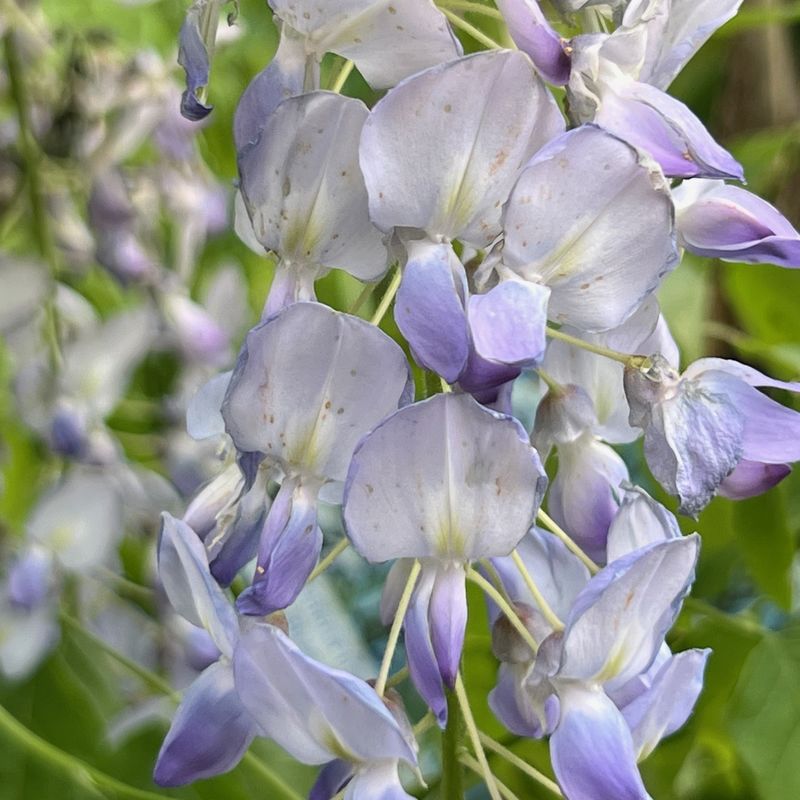 Wisteria floribunda 'Blue Dream'