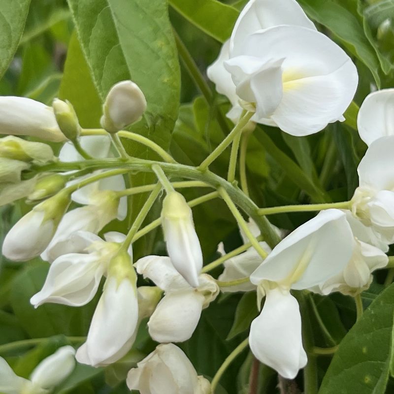 Wisteria sinensis 'Alba'