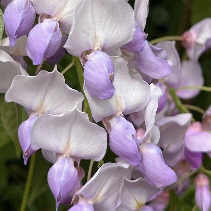 Wisteria sinensis 'Carolina'