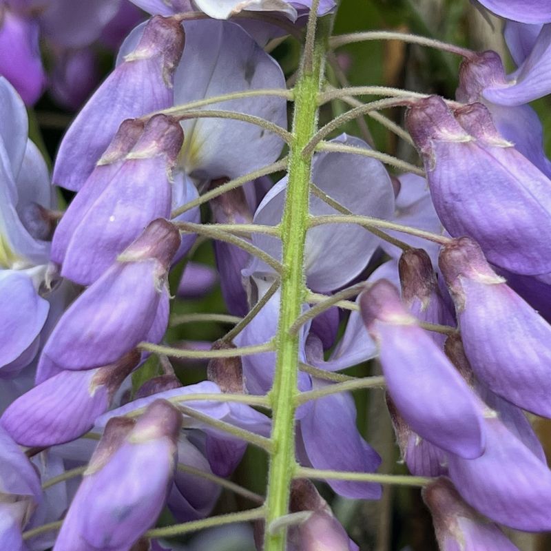 Wisteria sinensis 'Prolific'