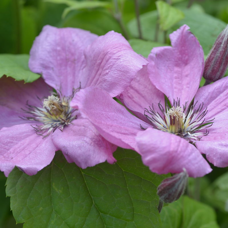 Clematis 'Pink Horizon'