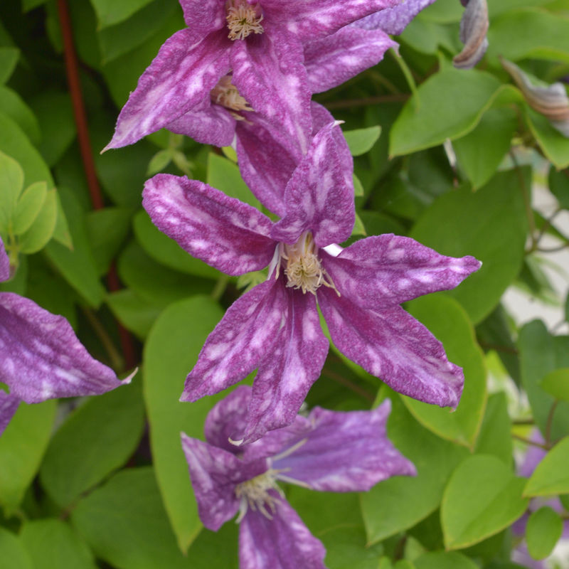 Clematis 'Pinocchio'