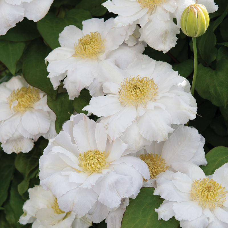 Clematis 'Polaris'