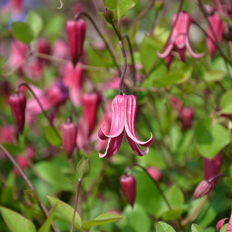 Scarlet Bells