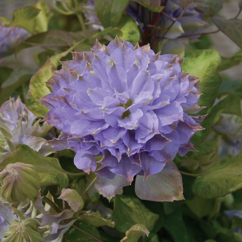 Clematis 'Blue Ice Cream'