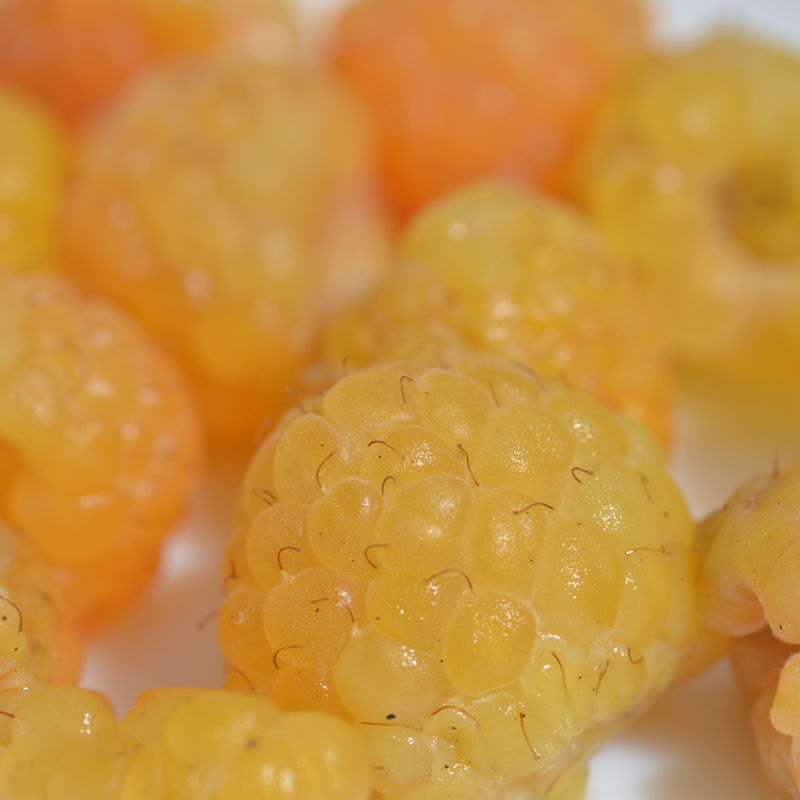 Himbeere 'Fallgold'