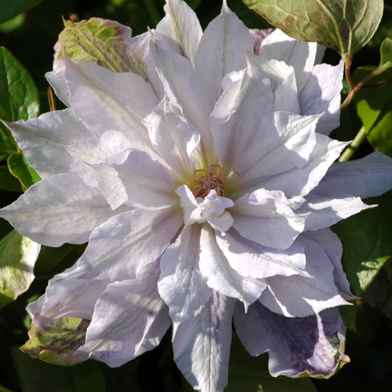 Clematis 'Jackmanii Alba'