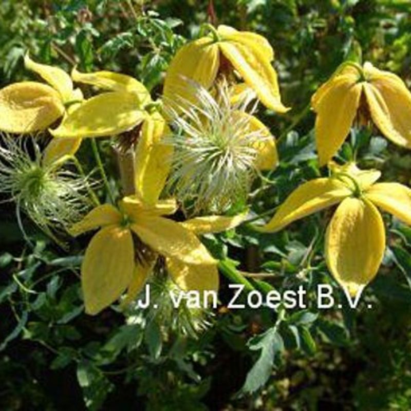 Clematis 'Last Dance'