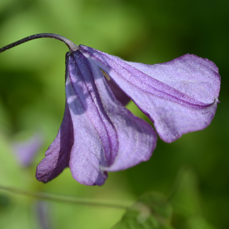 Clematis viticella