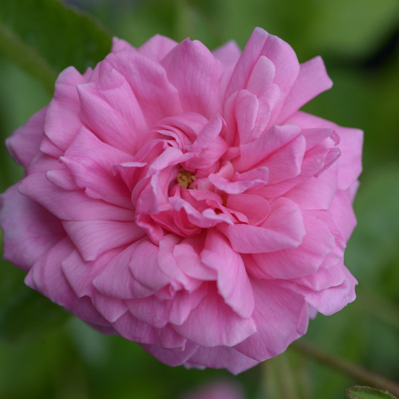 Rosa centifolia