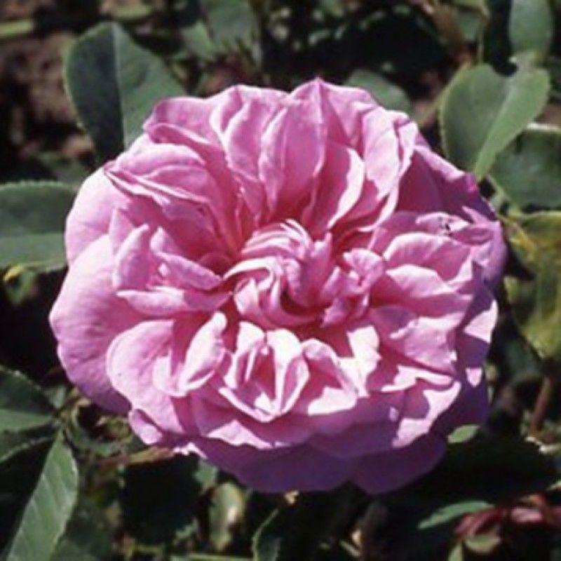 Deschamps