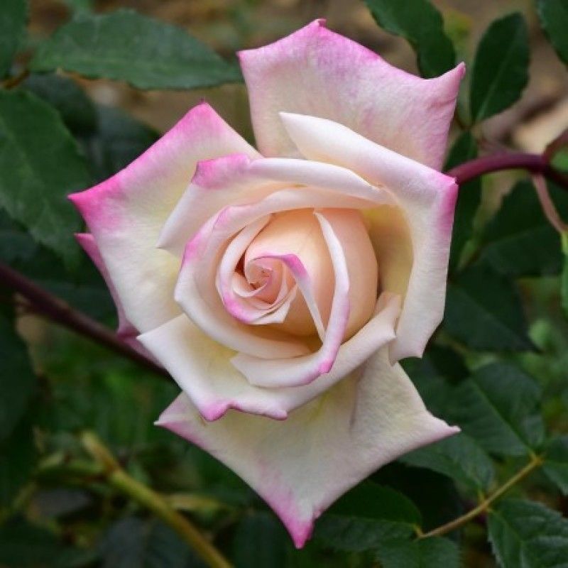 Maman Cochet White
