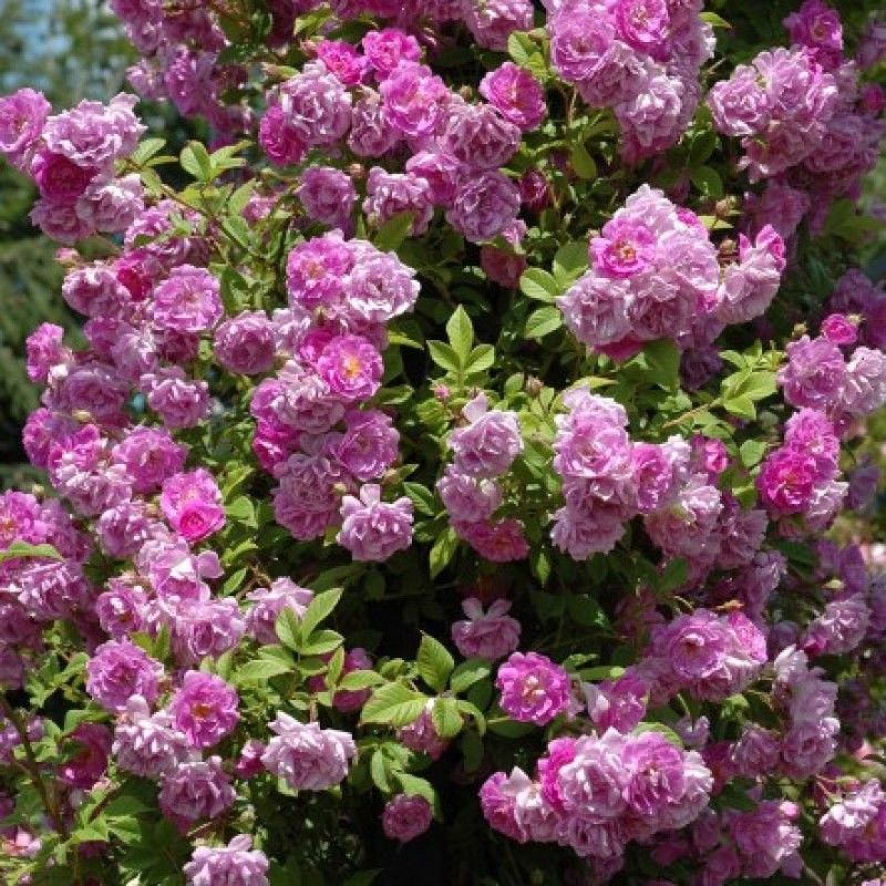 Mannington Mauve Rambler