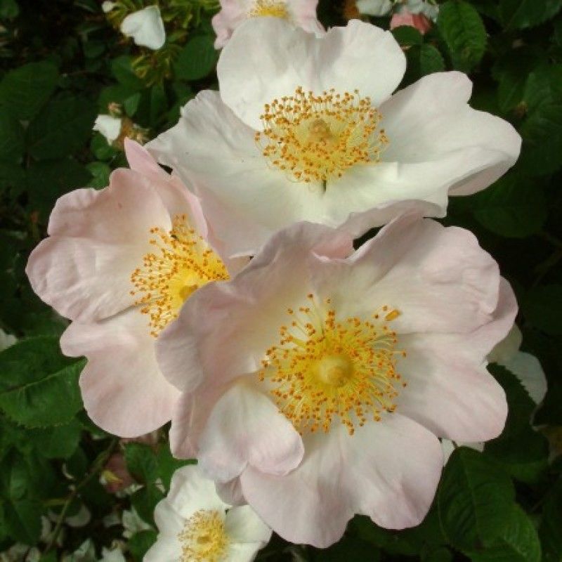 Rosa x micrugosa alba