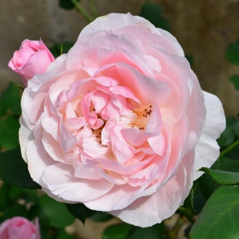 Rose Ball