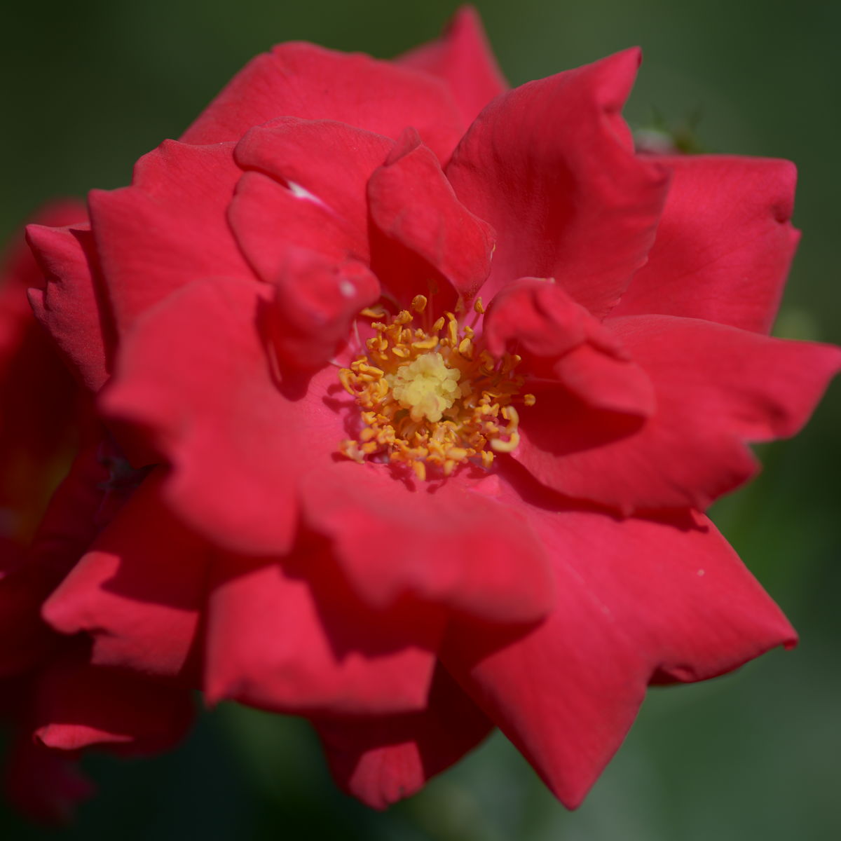 Paul's Scarlet Climber | Rose, rot, 3 m x 2.4 m (W. Paul, 1916) | Rosa ...