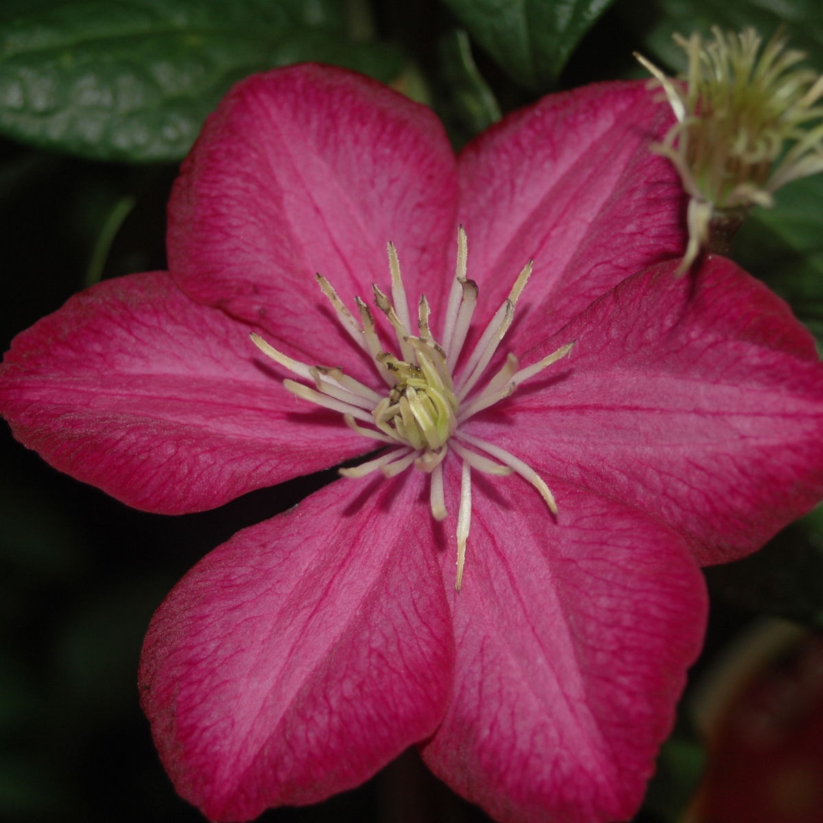 Clematis 'Ville de Lyon' | Clematis 'Ville de Lyon' online kaufen