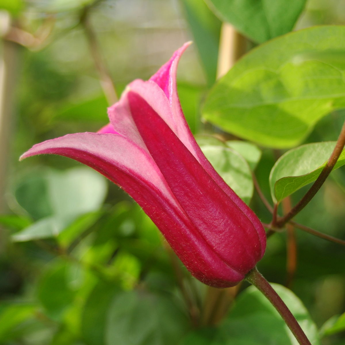 Clematis Princess Diana (Texensis/Texas-Waldrebe) online bestellen bei  Schmid Gartenpflanzen